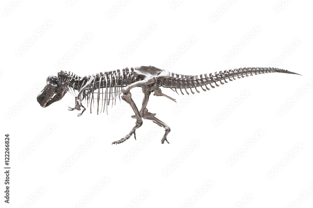 Naklejka premium T-rex skeleton isolated on white background