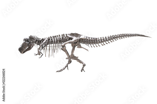 T-rex skeleton isolated on white background © icedmocha