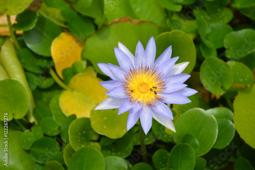 Purple Lotus background blur green leaves.