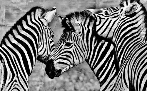 Close up of a playful group of Zebras