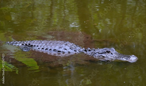 Alligator swimming through a swamp.