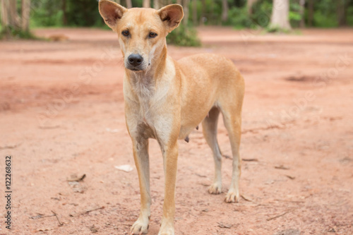 Stray dog in the park