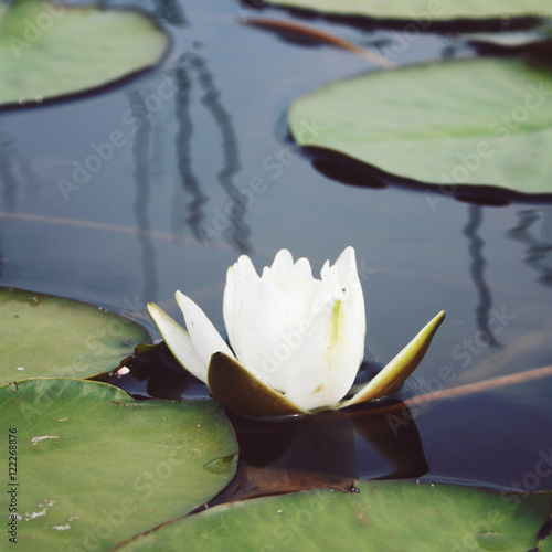 White water lilies in the lake. Nympaea Tetragona Georgi. Toned photo. IUCN Red List of Threatened Species. Kenozersky National Park (UNESCO Biosphere Reserve), Russia. photo