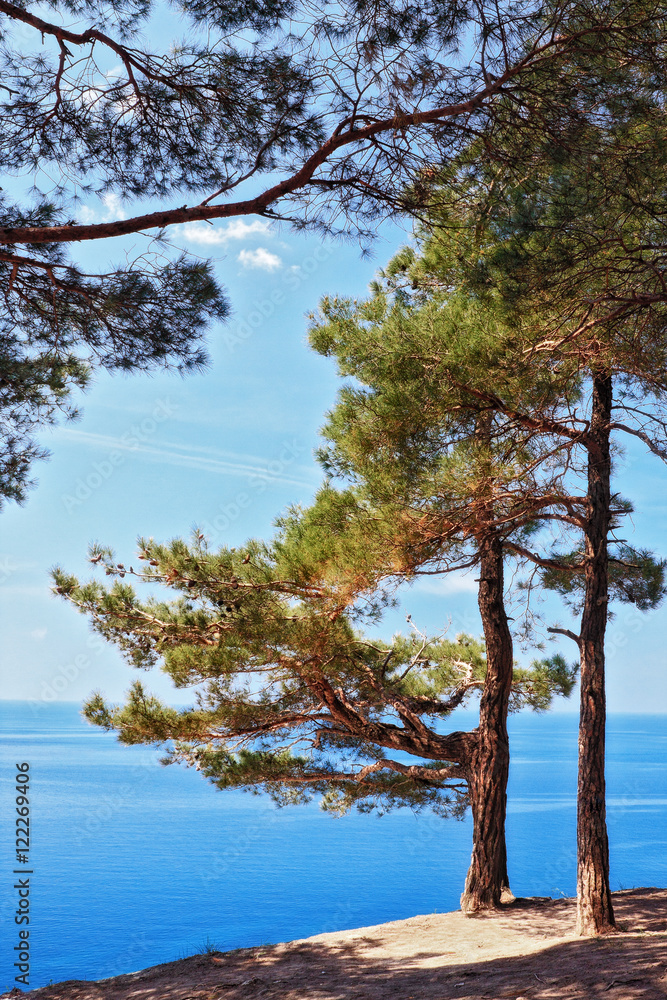 Relic pine trees on a seacoast cliff landscape Relic pine trees on a seacoast cliff landscape