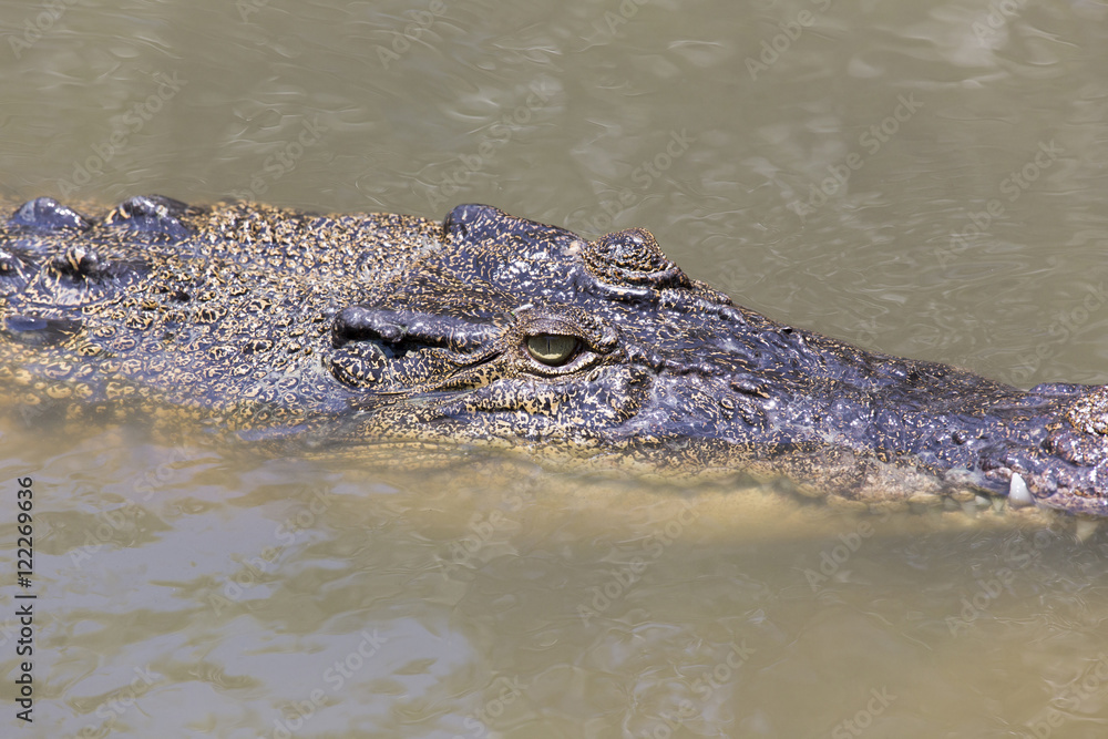 Crocodile portrait in Vietnam Crocodile portrait in Vietnam