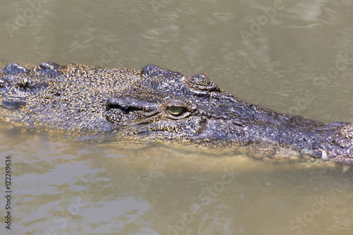 Crocodile portrait in Vietnam