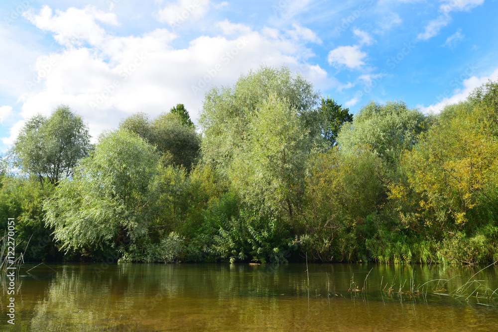 riverbank overgrown with willows and reeds