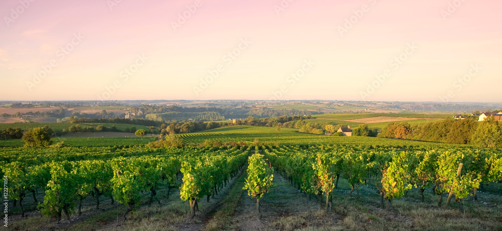 Lumière dans les vignes en France