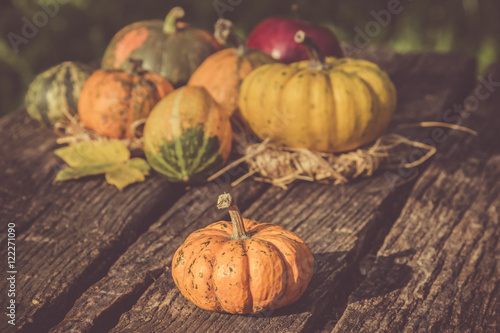 Gourds in different colors on the table. Autumn symbols concept. 