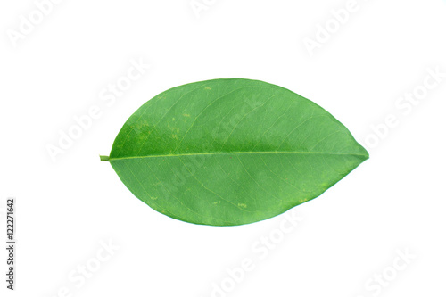 Burma padauk leaf isolated on white background Pterocarpus macrocarpus