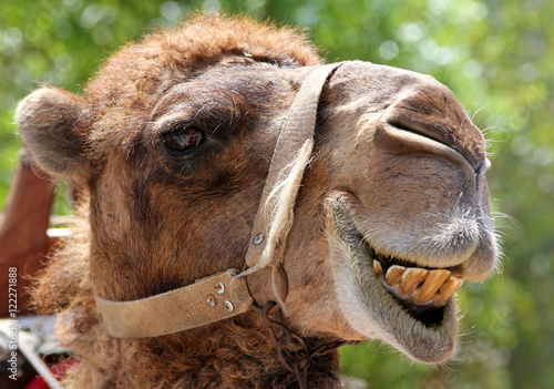 Photos Portrait of s smiling camel