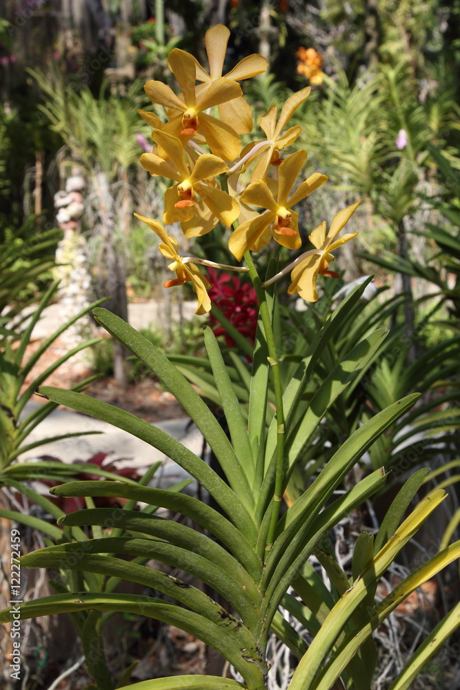 Obraz premium Exotic Orchids