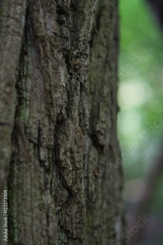 Closeup of the bark of a tree