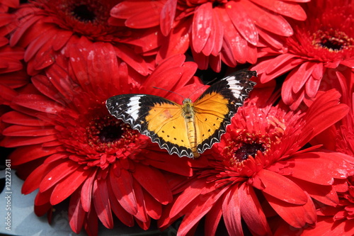 Butterfly photo