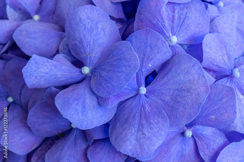 Flower hydrangea © Sapnocte