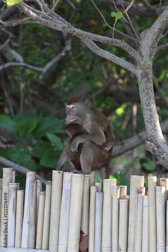 Obraz premium Monkey