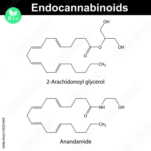 Endocannabinoids chemical molecular structures