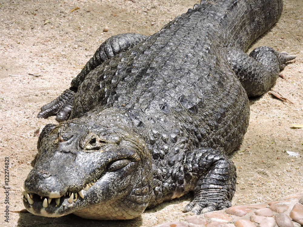 Obraz premium Jacaré