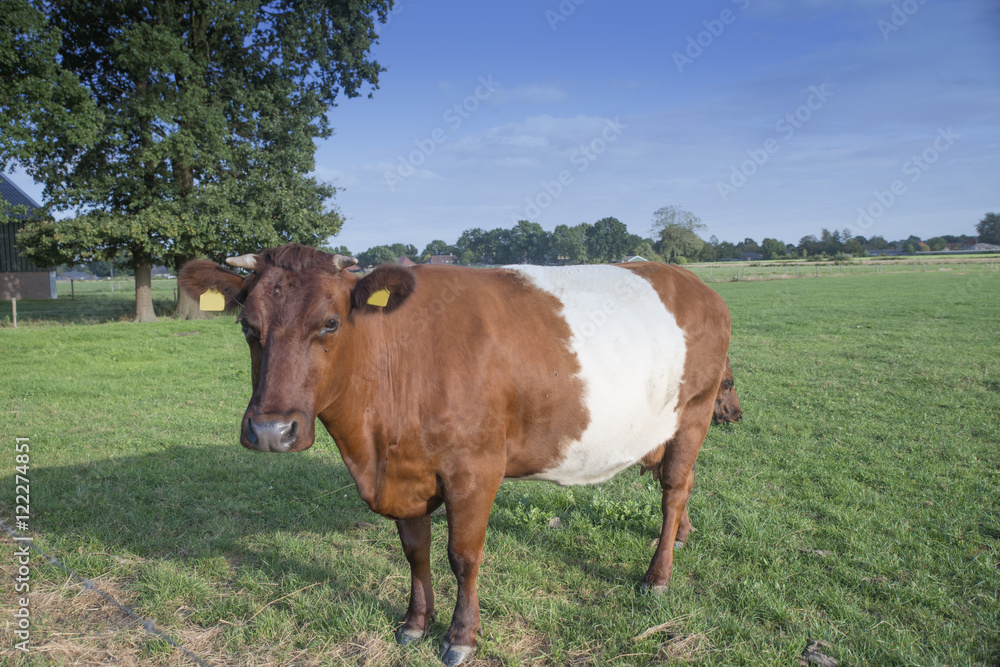Lakenvelder belted cow