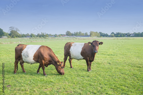 Lakenvelder brown belted cows