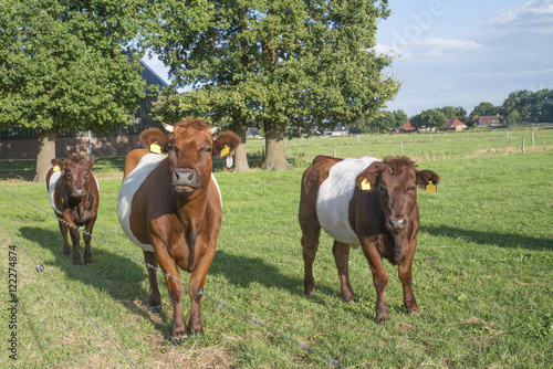 Lakenvelder cow and calf