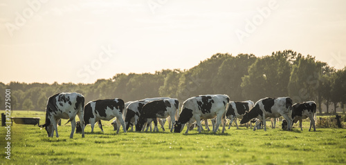 cows in evening sun