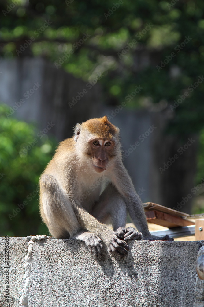 Fototapeta premium Monkey