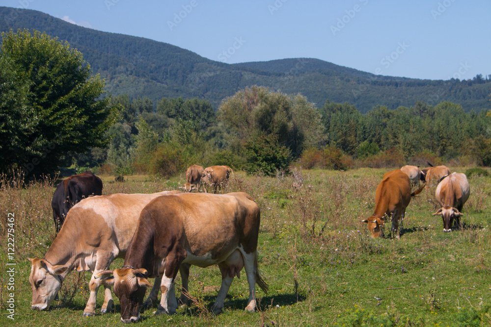 Cows grazing on the mountain