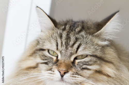 brown male cat, siberian breed