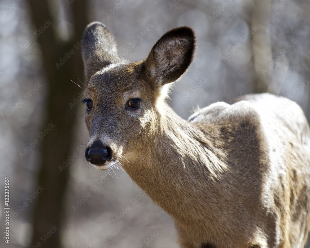 Fototapeta premium Isolated photo of a funny wild deer in the forest