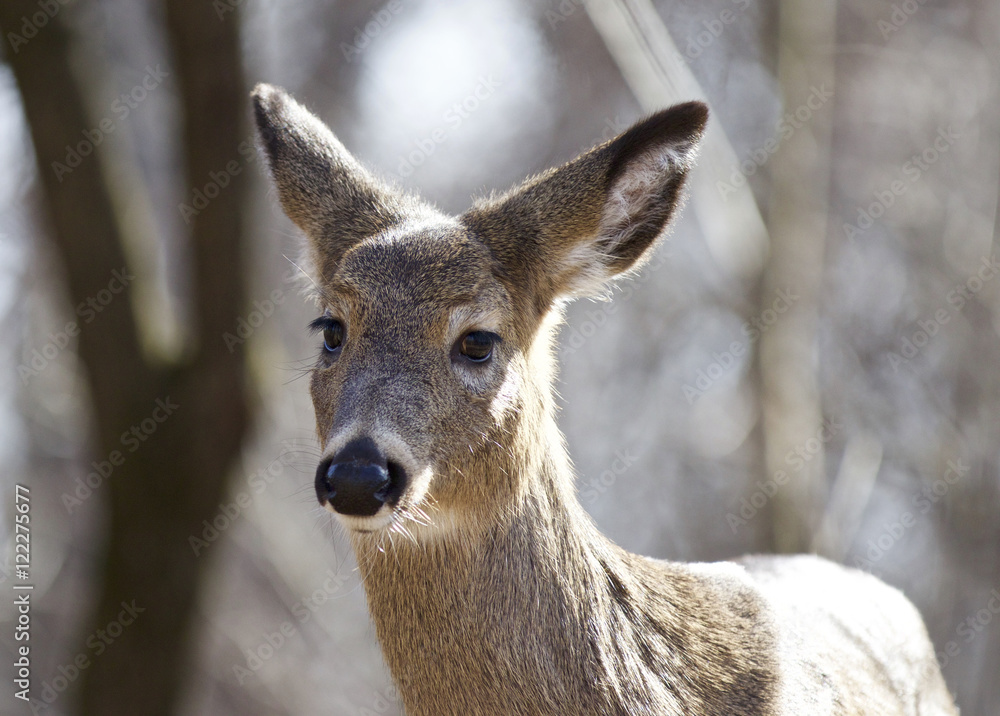 Beautiful isolated portrait of a wild deer in the forest Beautiful isolated portrait of a wild deer in the forest
