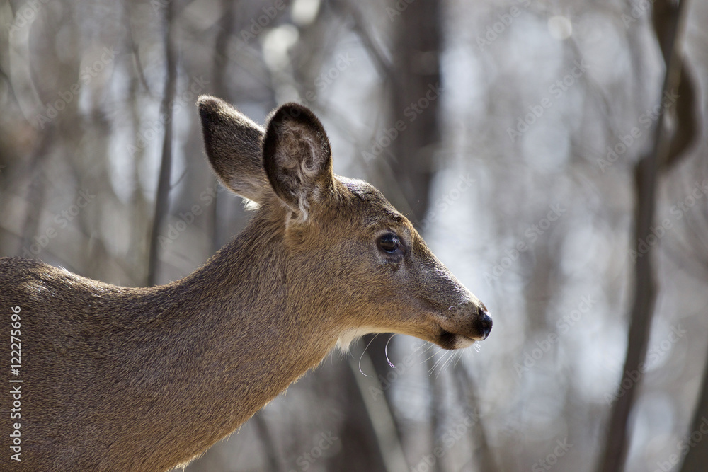 Beautiful isolated background with a wild deer in the forest Beautiful isolated background with a wild deer in the forest