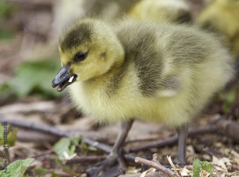 Beautiful background with a cute chick of Canada geese Beautiful background with a cute chick of Canada geese