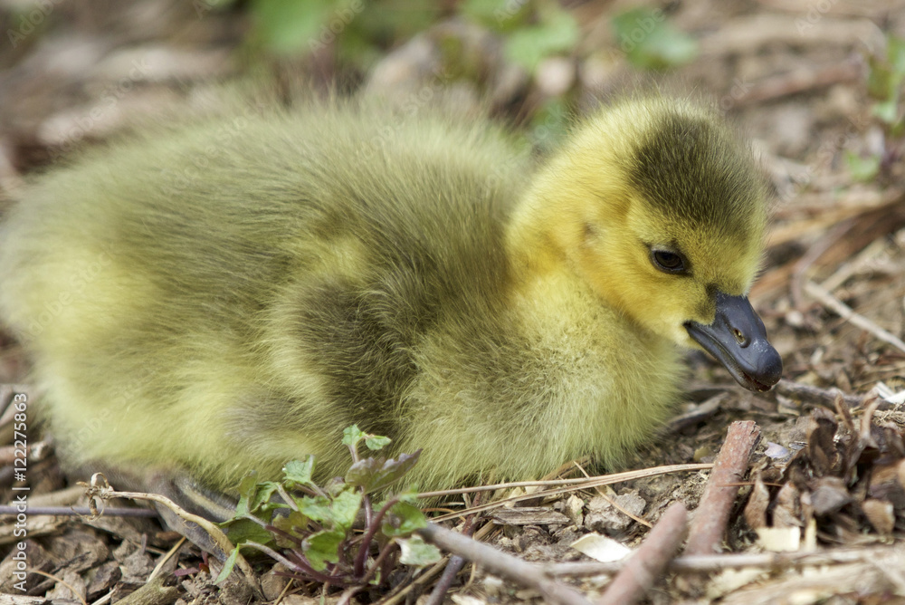 Beautiful isolated image with a cute chick of Canada geese Beautiful isolated image with a cute chick of Canada geese