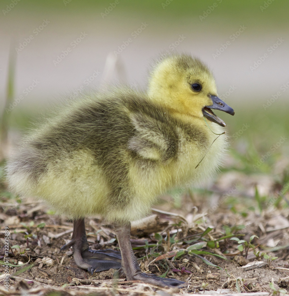 Beautiful picture with a funny chick on the grass Beautiful picture with a funny chick on the grass