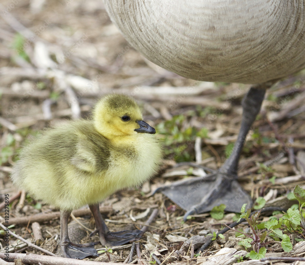 Beautiful photo of a chick standing near a big goose Beautiful photo of a chick standing near a big goose