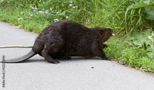 Isolated close image with a Canadian beaver entering the grass