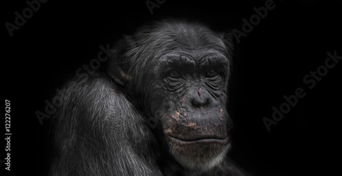 Thinking chimpanzee portrait isolated on black background © neurobite