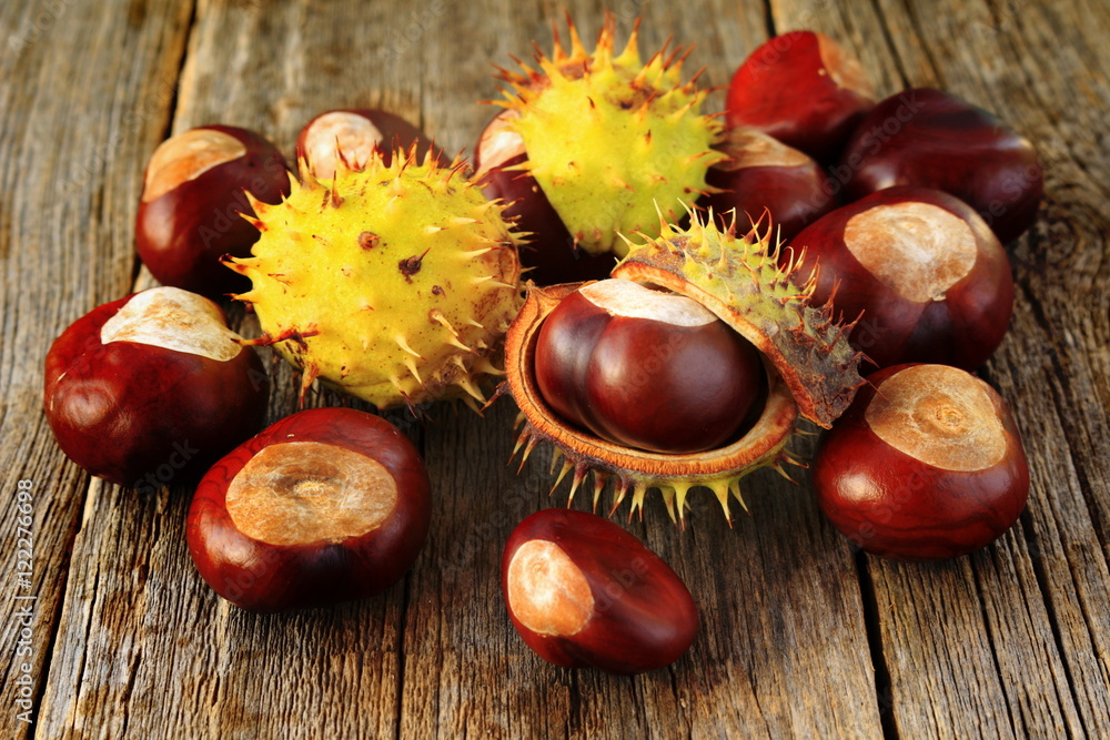 chestnuts - fruits horse chestnut - Aesculus hippocastanum chestnuts - fruits horse chestnut - Aesculus hippocastanum