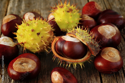chestnuts - fruits horse chestnut - Aesculus hippocastanum