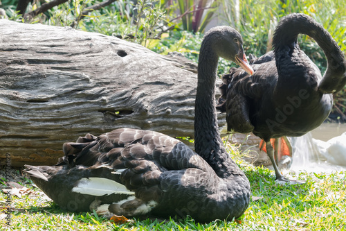 Thai Goose floating in pond