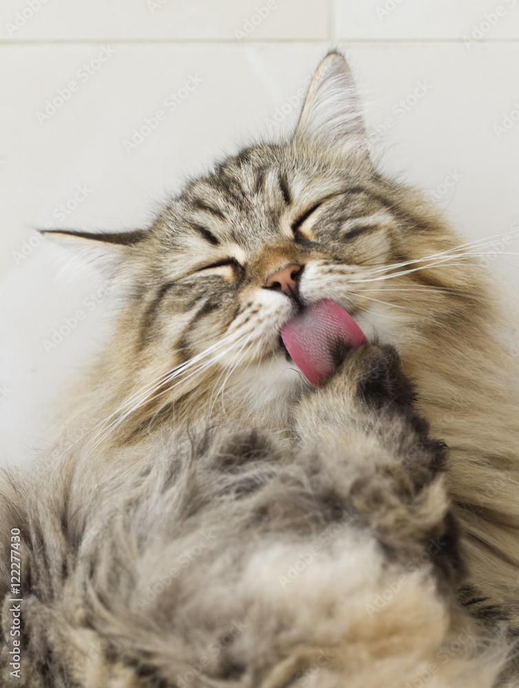 cat cleaning,licking paw