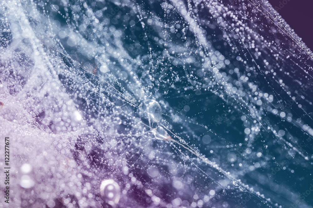 Fototapeta premium Spider web with water drops