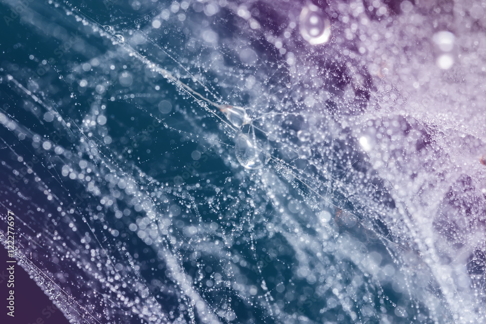 Obraz premium Spider web with water drops
