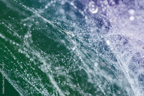 Wallpaper Mural Spider web with water drops Torontodigital.ca