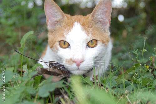 Animal, Cat, Nature, Macka, Mace, Priroda, Zivotinja, Trava, Pogled photo