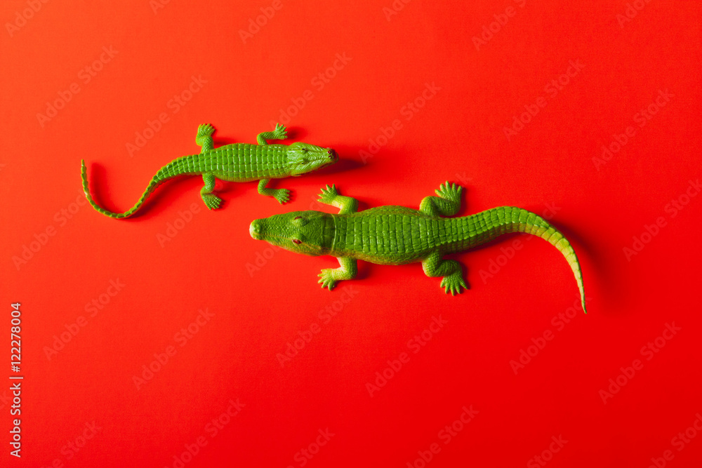 Fototapeta premium crocodile