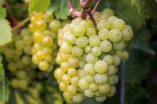 Riesling Trauben am Mittelrhein