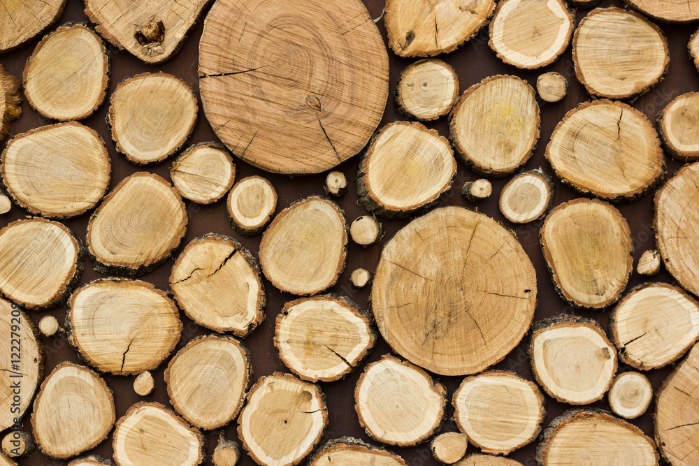 Wood texture background have many logs that cut from big and small tree Wood texture background have many logs that cut from big and small tree