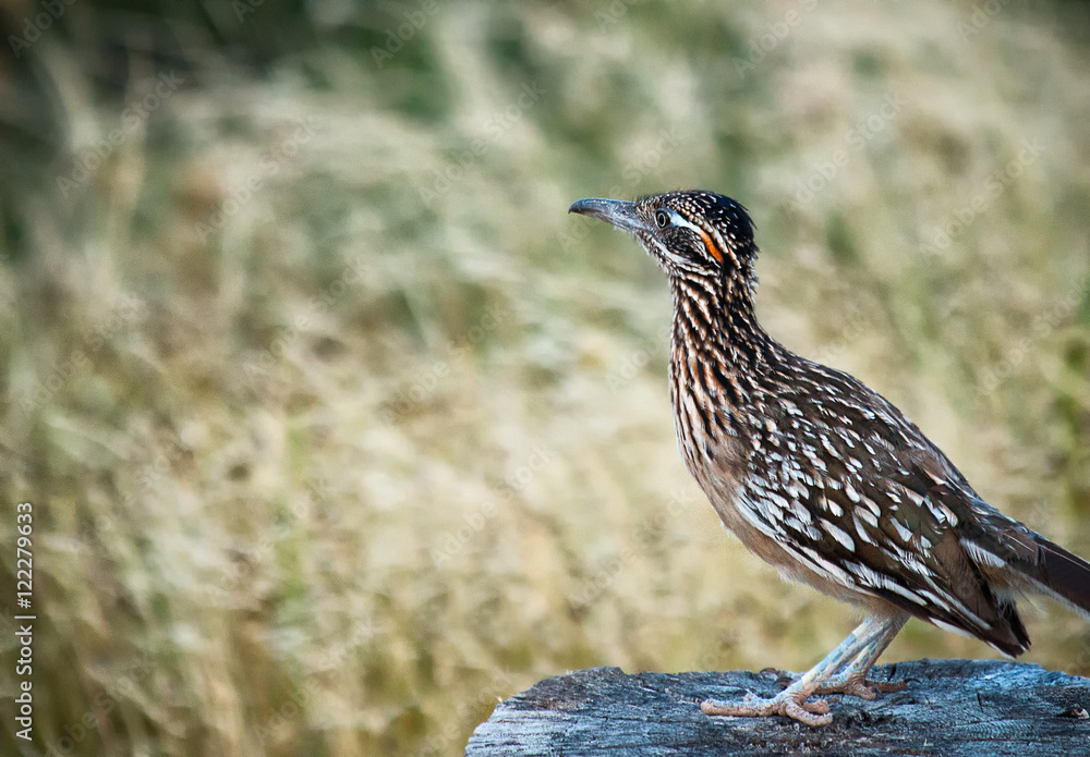Roadrunner Roadrunner